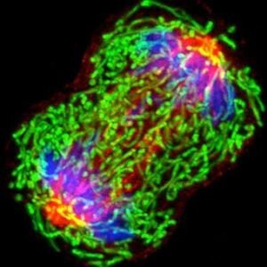 dividing cells cancer