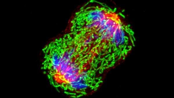 dividing cells cancer